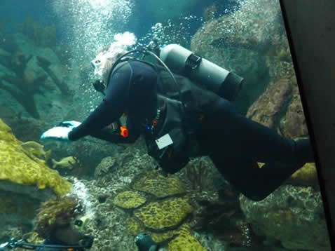 Baltimore Aquarium Dive 2014 #4
